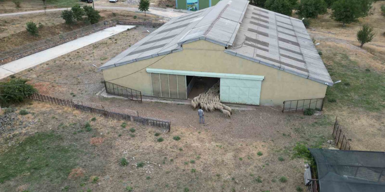 Tescilli Karayaka kuzusu üniversiteli oldu