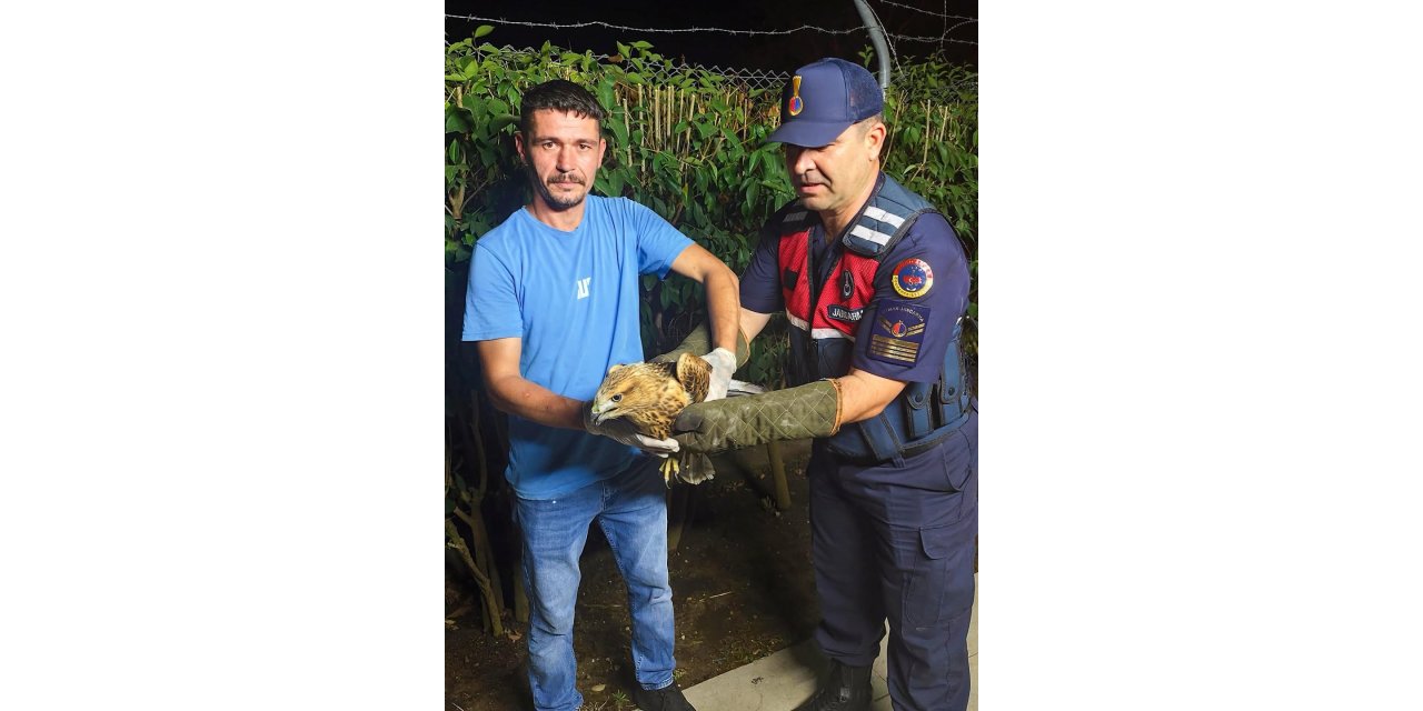 Sinop’ta yaralı şahine jandarma şefkati