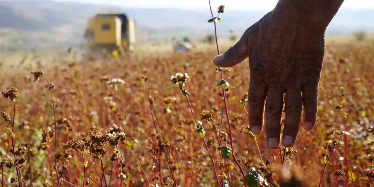 Gümüşhane’de karabuğday hasadı başladı