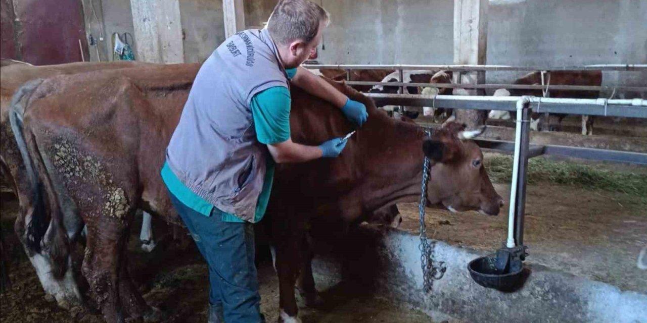 Bayburt’ta Şap Aşılama Çalışmaları Merkez Ve İlçelerde Devam Ediyor
