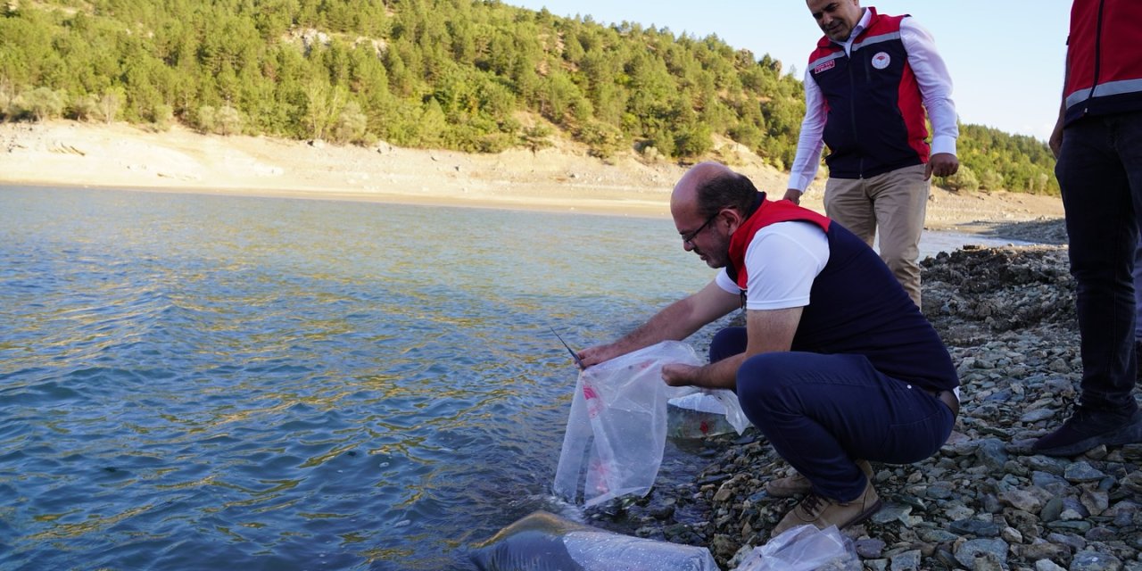 Kastamonu’da baraj ve göletlere 656 bin yavru sazan balığı salındı
