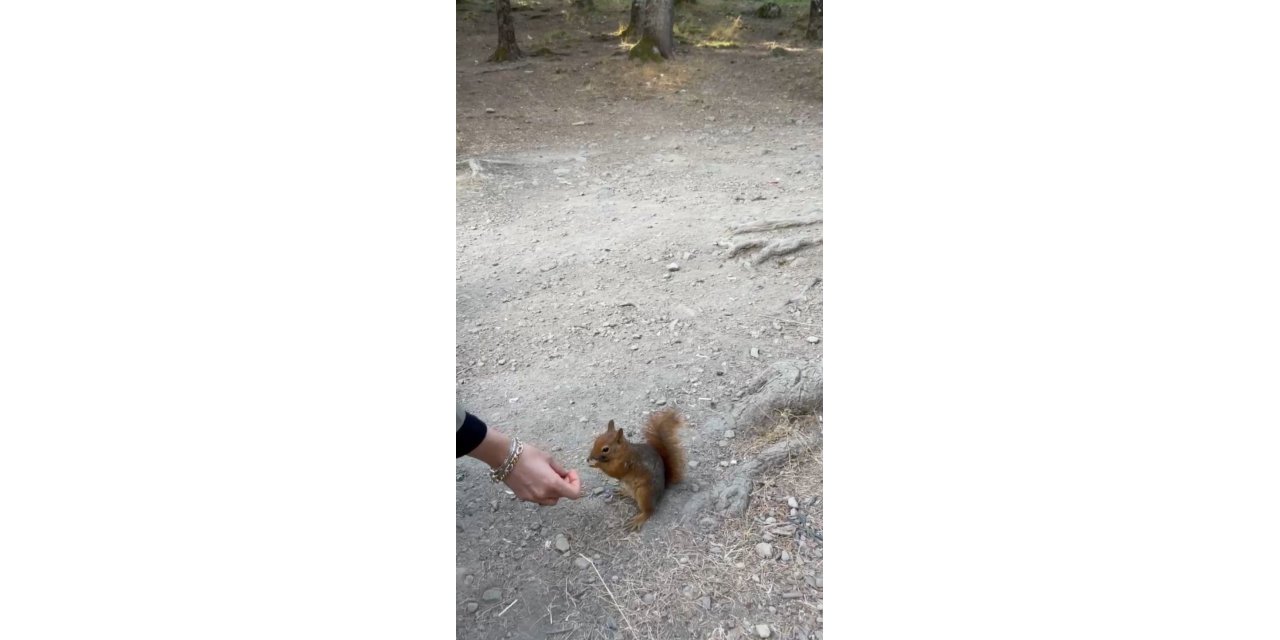 Bolu’da piknikçilere sürpriz ziyaret: Sincabı elleriyle beslediler