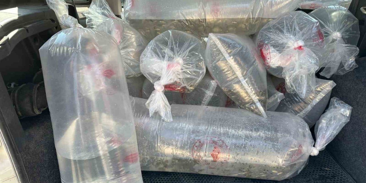 Bolu’da üretilen yavru sazanlar Türkiye’nin dört bir yanına gönderildi