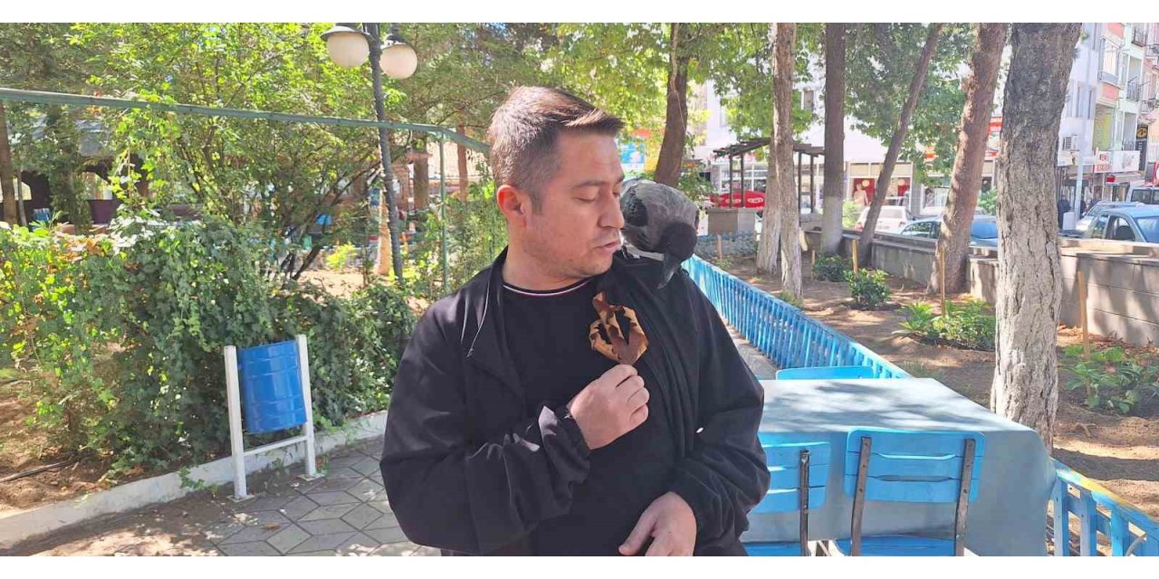 Vatandaşın köpeklerden kurtardığı karga ilçenin maskotu oldu