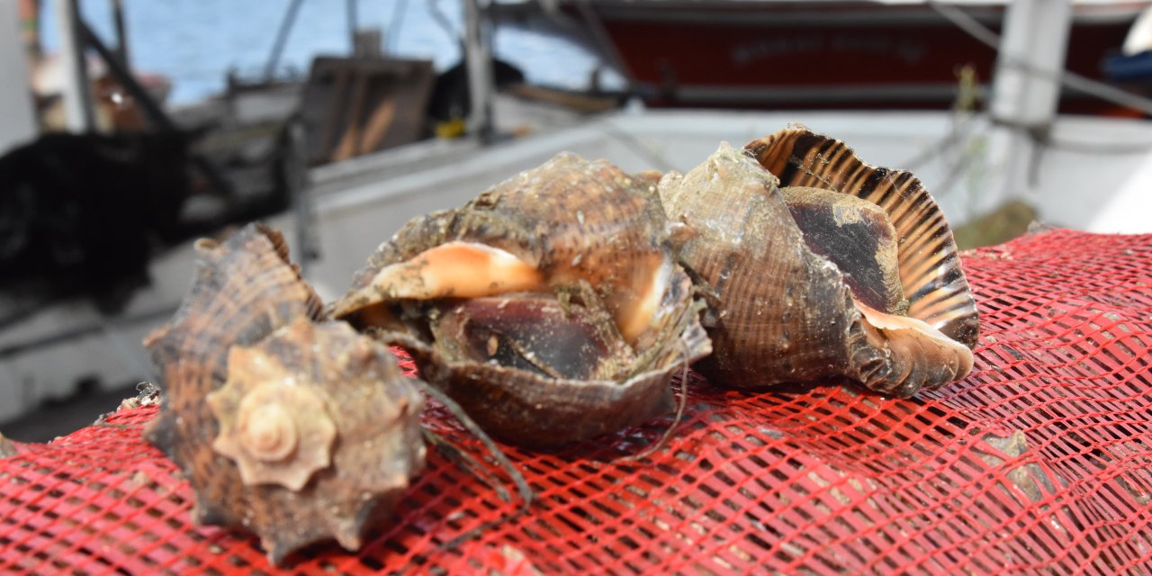 Balıktan Umduğunu Bulamayan Balıkçılar, Salyangoz Avcılığına Yöneldi