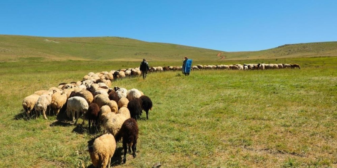 2025 Yılı Buzağı, Malak, Kuzu Ve Oğlak Destekleme Başvuruları Başladı