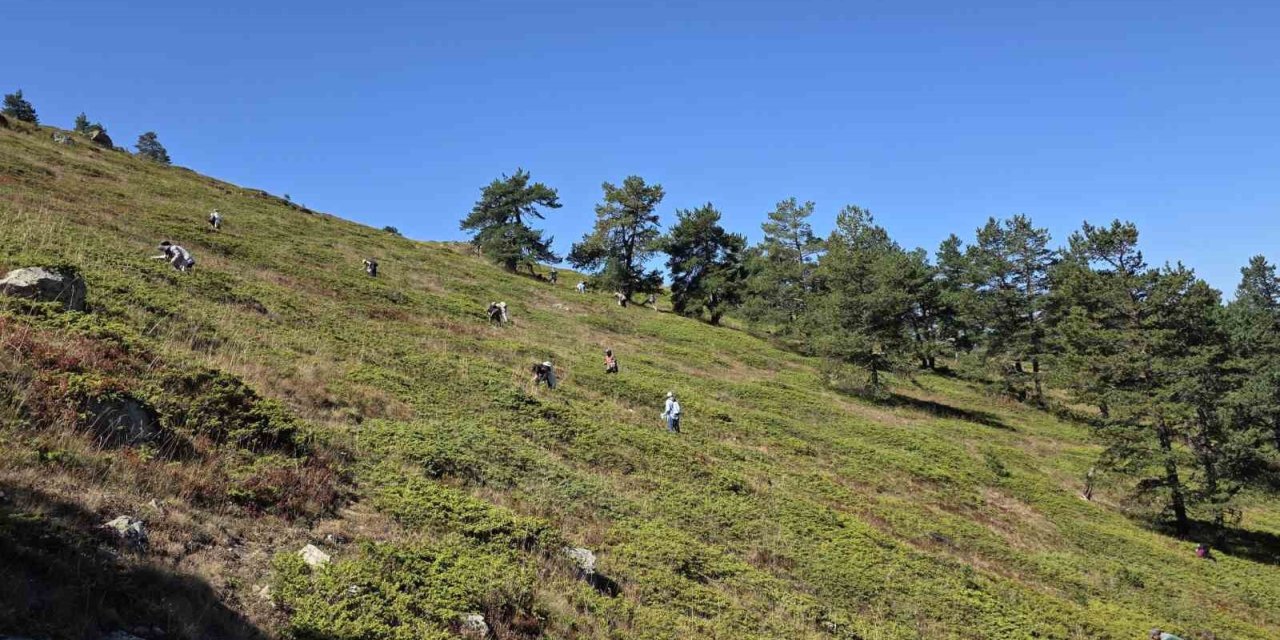Doğanın şifa kaynağı Likarpa, Gümüşhane’de şenliğe dönüştü