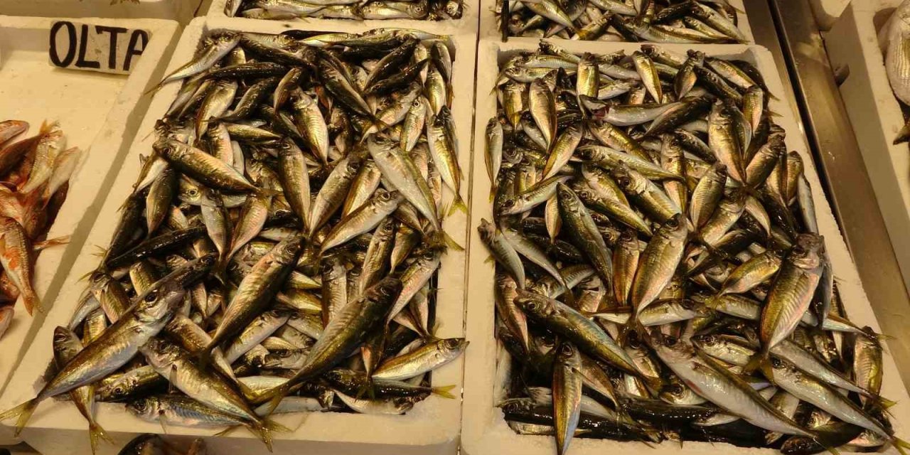 Balıkçılar sezona istavritle başladı, palamut avı beklentileri karşılamadı