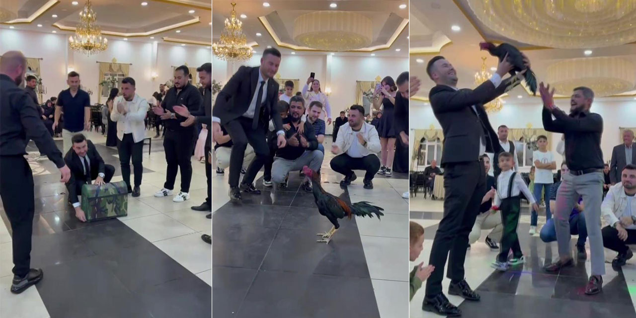 Amasya’da düğünde damada 250 bin TL değerinde Hint horozu hediye edildi