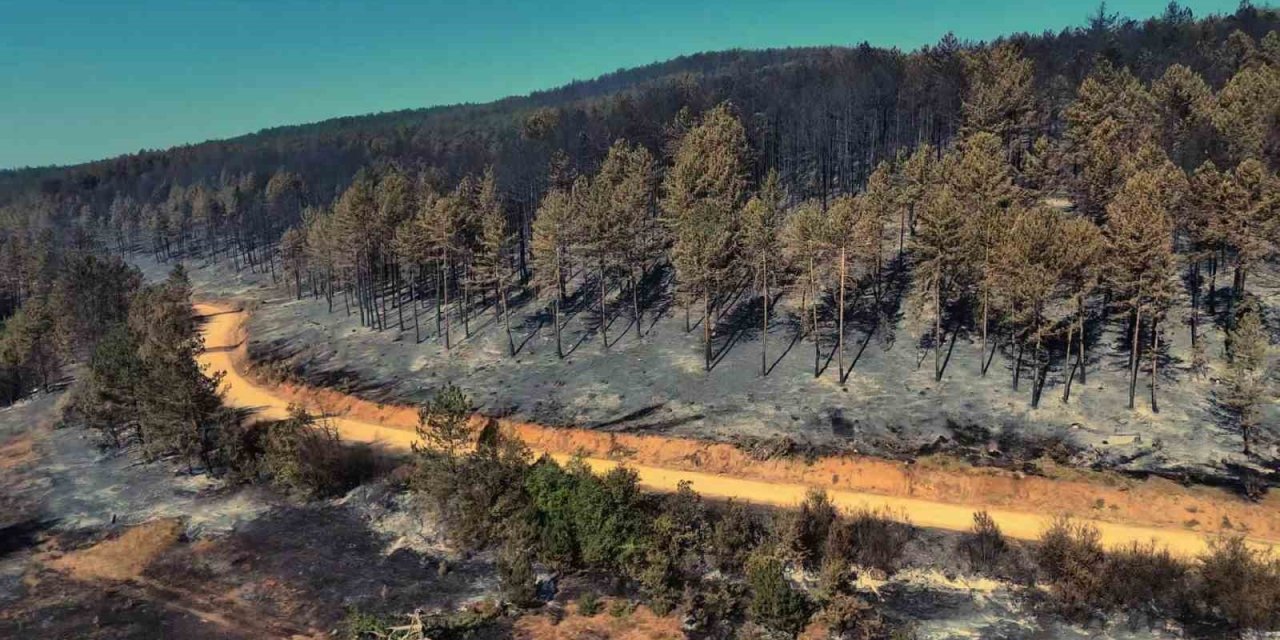 Karabük’teki orman yangınında geriye acı manzara kaldı
