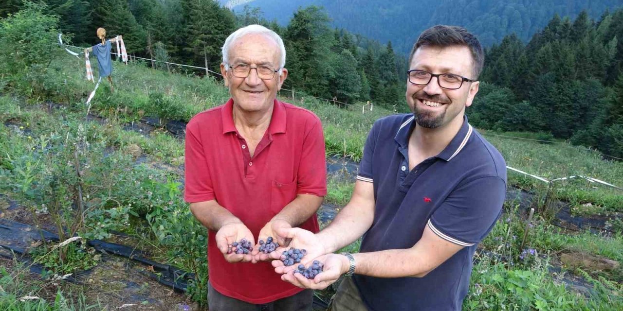 Ormanların arasında bin 500 metrelik rakımda Yaban Mersini bahçesi kurdu