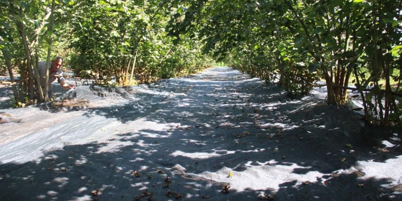 Fındık hasadında file ile yevmiye masrafı azaldı