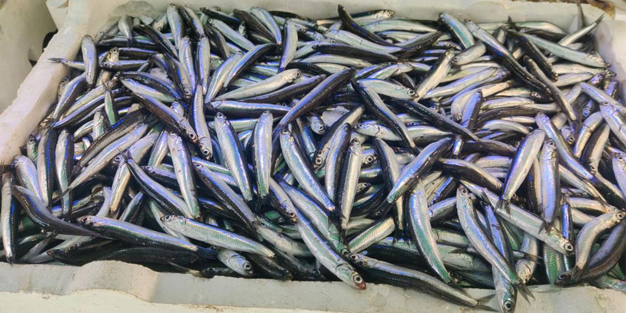 Hamsi Rize’de tezgaha düştü