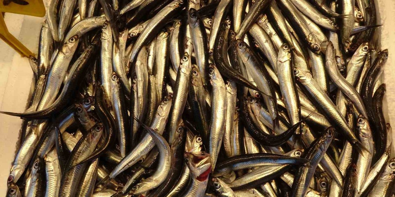 Hamsiyi tezgahta erken gören balıkçı sevinsin mi üzülsün mü bilemedi