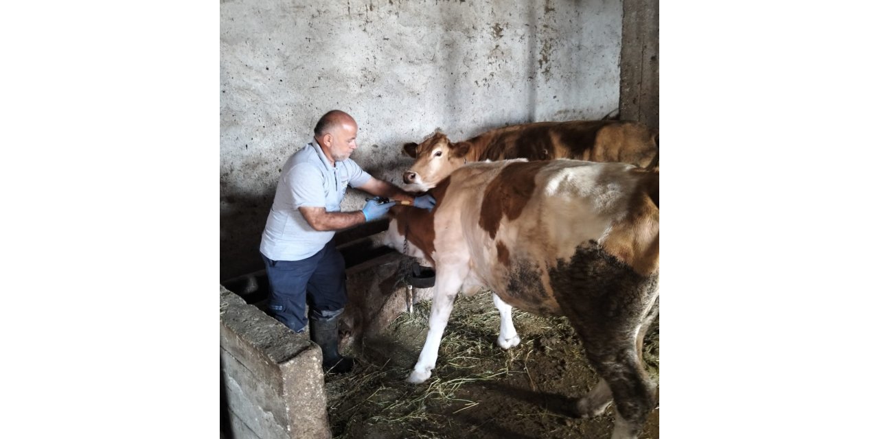 Aydıntepe’nin Birçok Köyünde Şap Aşılamaları Tamamlandı