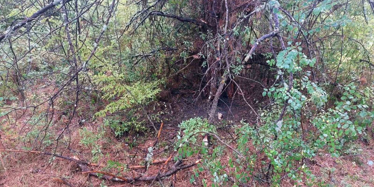 Bartın’da 1 saatte 4 ağaca yıldırım düştü