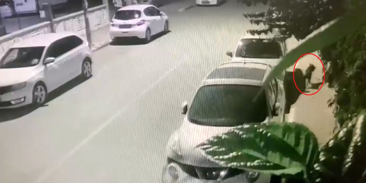 Pitbull Saldırısında Dehşeti Yaşadı