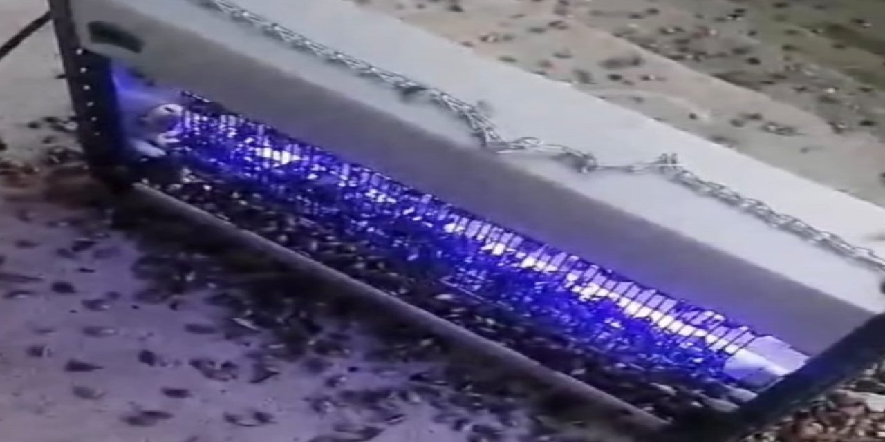 Kahverengi kokarcaya ultraviyole çözüm