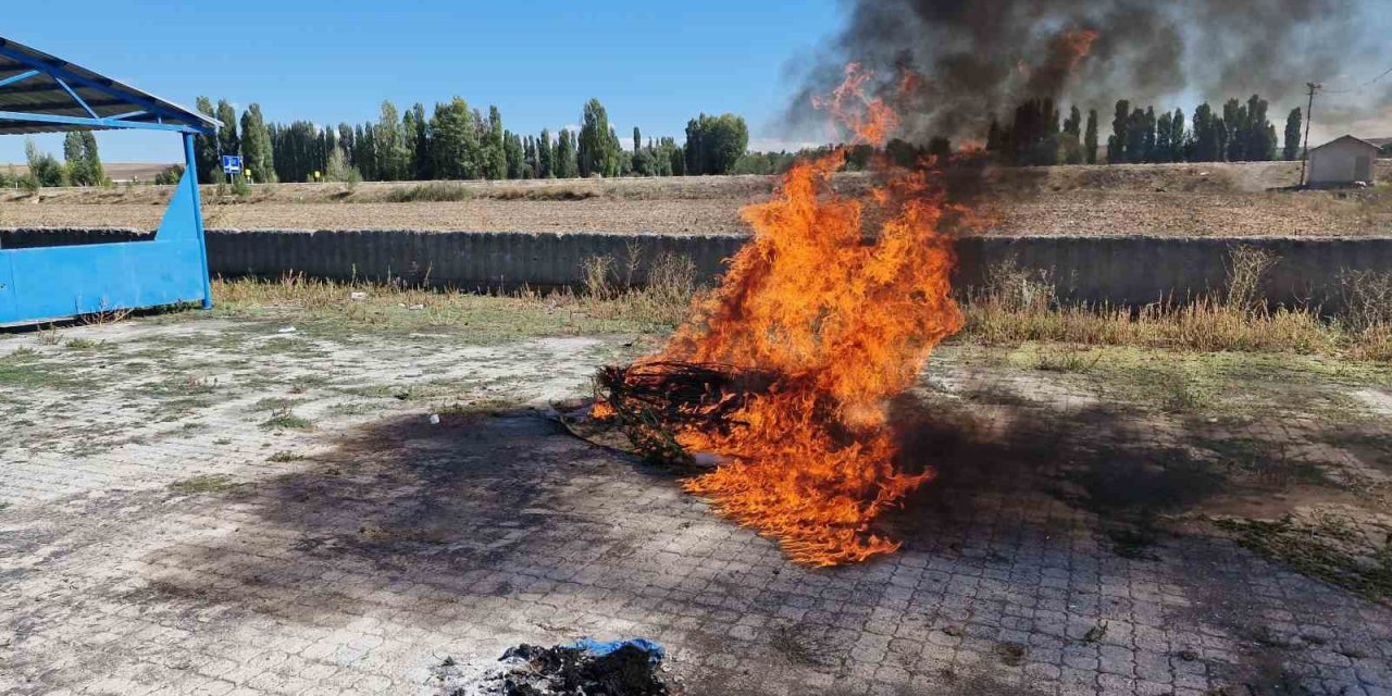 Alaca’da ele geçirilen 21 kök kenevir imha edildi