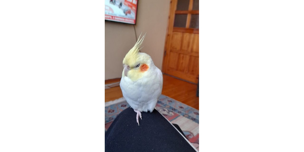 Kaçan sultan papağanı Paşa’yı bulana ödül verilecek