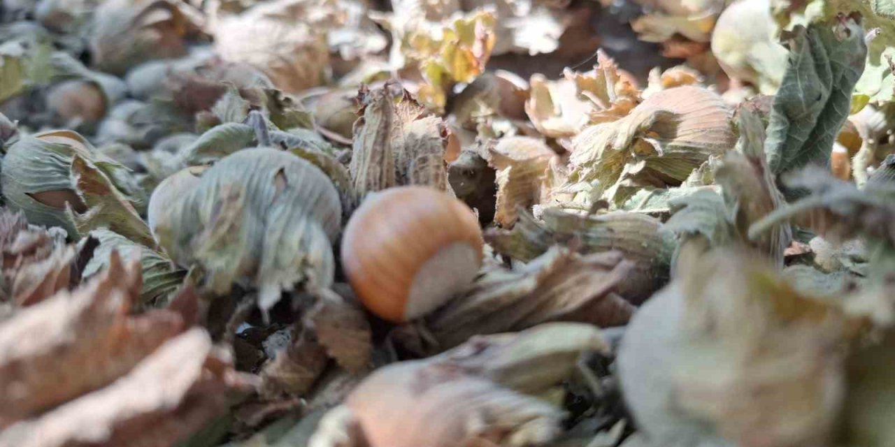 8 ayda 14 bin 810 ton ihraç edildi