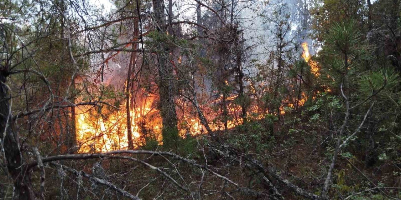 Prof. Dr. Bilgili: "Ekosistem yangın sonrası birkaç yıl içinde kendilerini doğal yollarla yeniler"