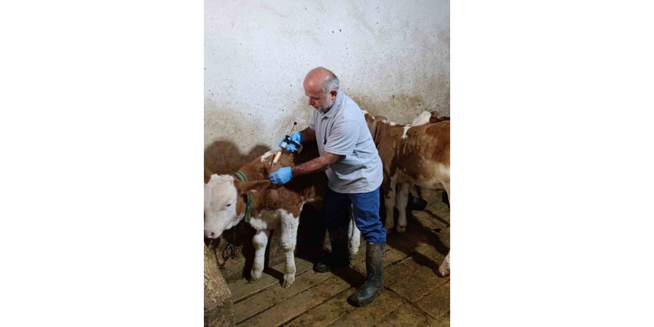 Aydıntepe’de Sonbahar Şap Aşılama Kampanyasında Sona Gelindi