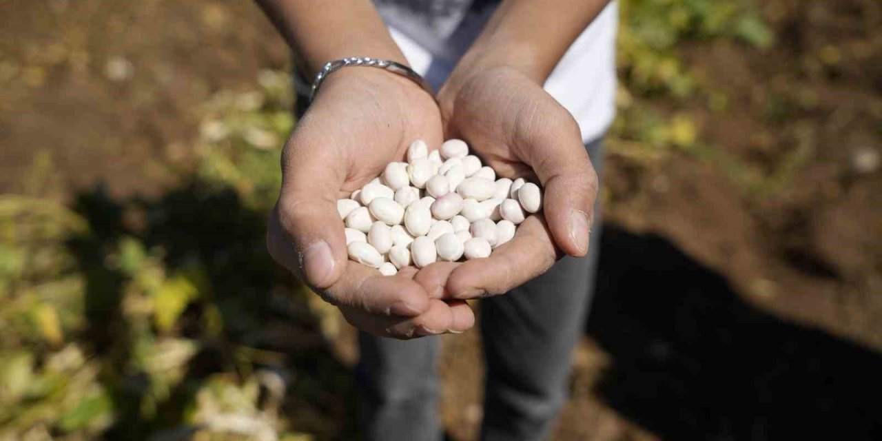 Kelkit’in coğrafi işaretli şeker fasulyesinin hasadı başladı