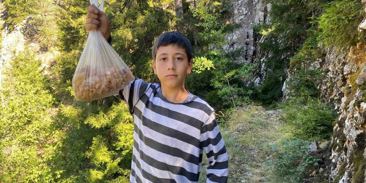 Artvinli minik Eymen hafta sonları çam sakızı toplayarak kilosunu 5 bin liraya satıyor