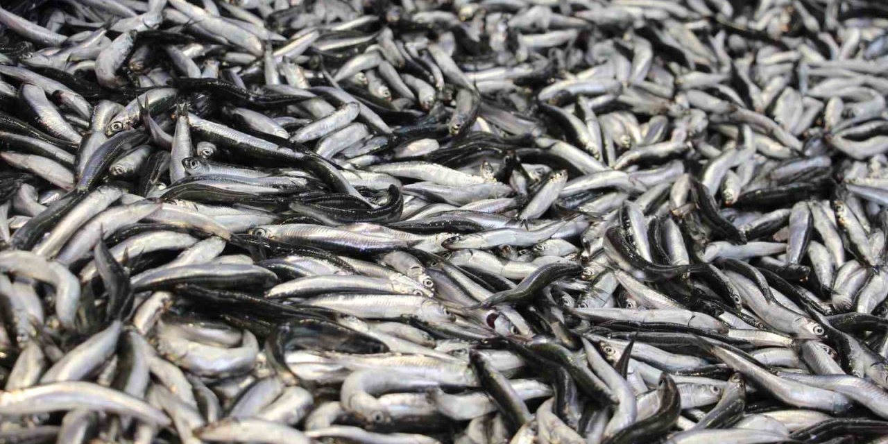 Bolu’da hamsi kilosu 200 liradan tezgahlarda yerini aldı