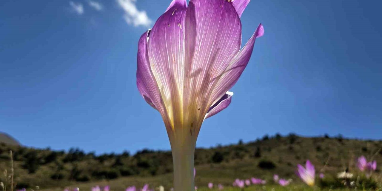 Yaylalarda kışın habercisi ‘vargit’ler kendini gösterdi