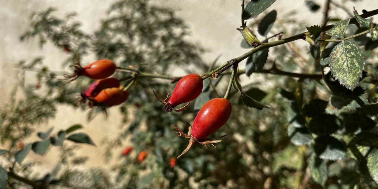 Bayburt’un dağlarında kuşburnu bolluğu