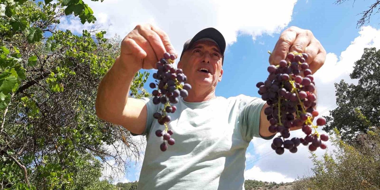 Çiftçiler kışlık hazırlığında: Pekmezlik üzümlerin hasadı yapıldı