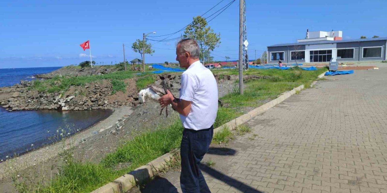 Duyarlı vatandaş martının hayatını kurtardı