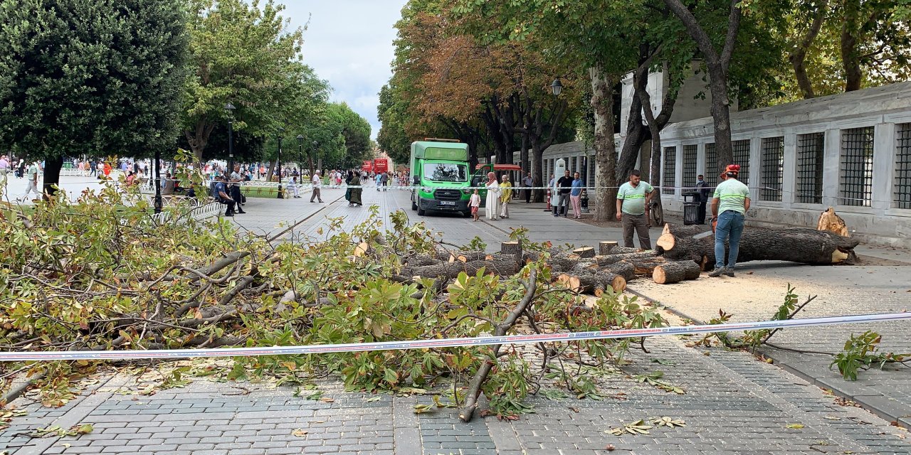 Sultanahmet'te Ağaç Devrildi, Turist Grubu Son Anda Kurtuldu