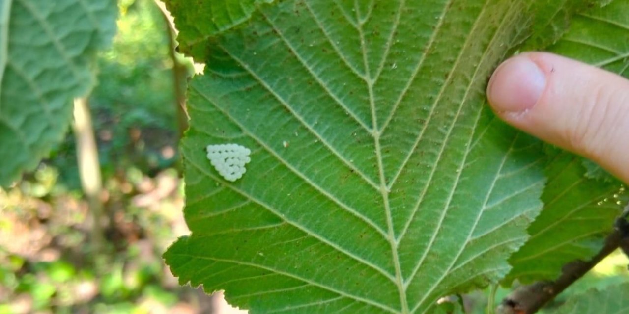 Samsun’da 1 milyonun üzerinde samuray arısı doğaya salındı