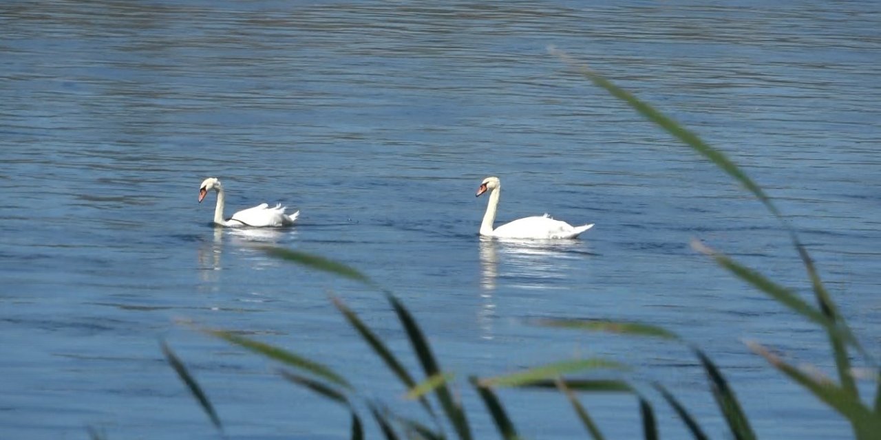 Kızılırmak’ta kuğuların dansı görsel şölen oluşturdu