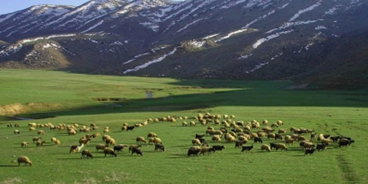 Rize'de Yaylak Sezonu Kar Yağışı Nedeniyle Erken Sonlandırıldı