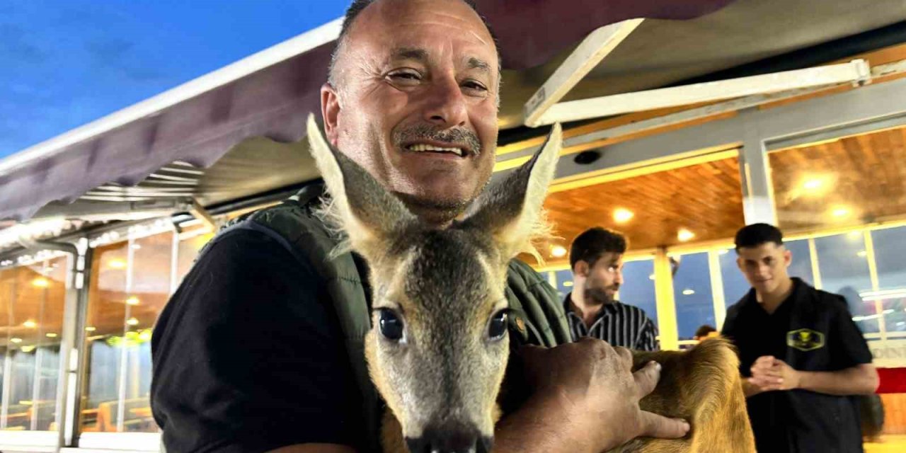 Trabzon’un Sevimli Karacası ‘Pınar’ Sığındığı İşletmenin Maskotu Haline Geldi