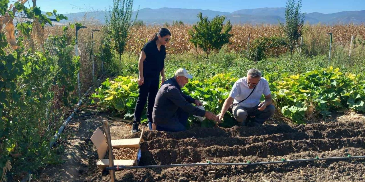 Tokat’ta salep üretimine başlanıldı