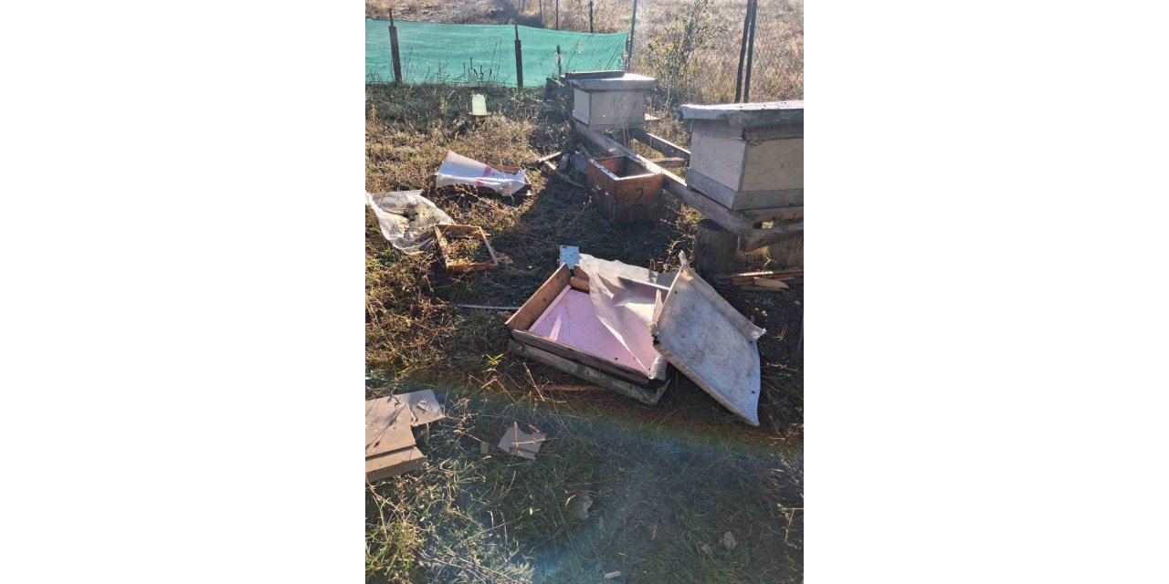 Bolu’da aç kalan ayı arı kovanlarını parçaladı