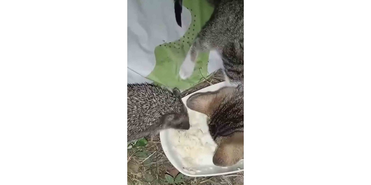 Aynı Kaptan Yiyen Kedi Ve Kirpinin Dostluğu Kamerada