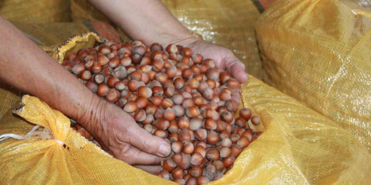 Fındık üreticileri mahsullerini evde depoluyor: Beklenti 500 lira