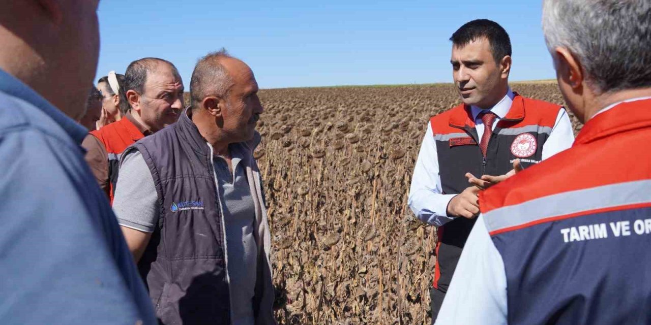 Tokat’ta 39 bin dekar alanda 19 tona yakın ayçiçeği tohumu ekildi