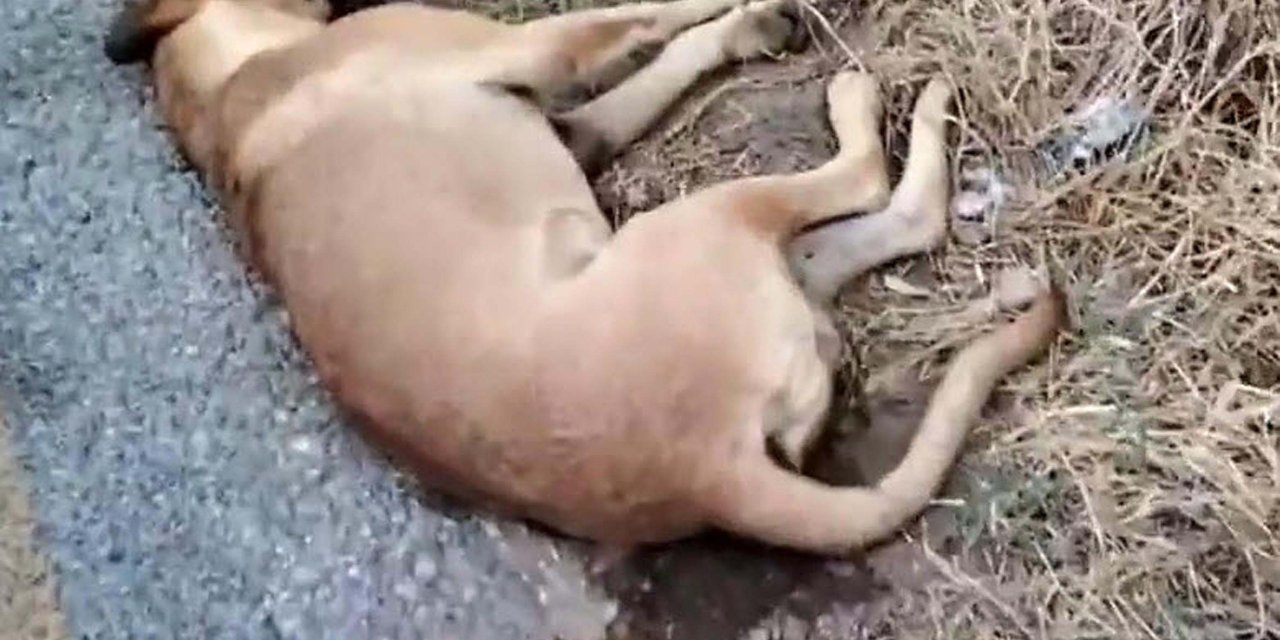 Aydın'da Köpek Ölümlerine İnceleme