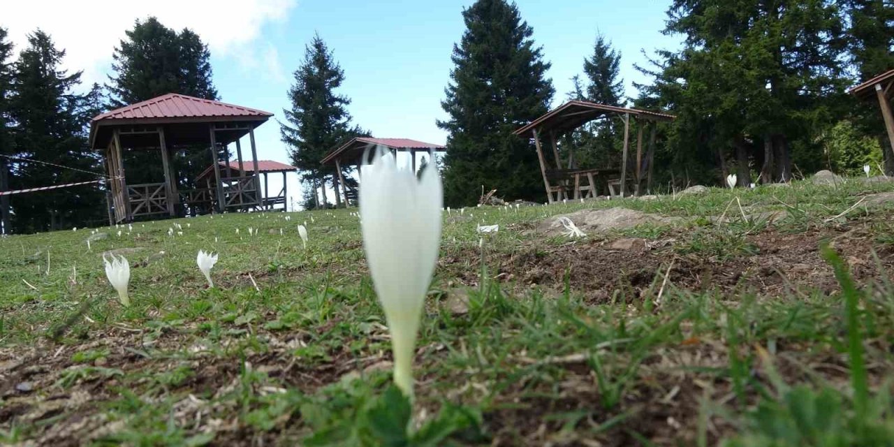 Vargitler Açtı, Yaylalar Sessizliğe Büründü