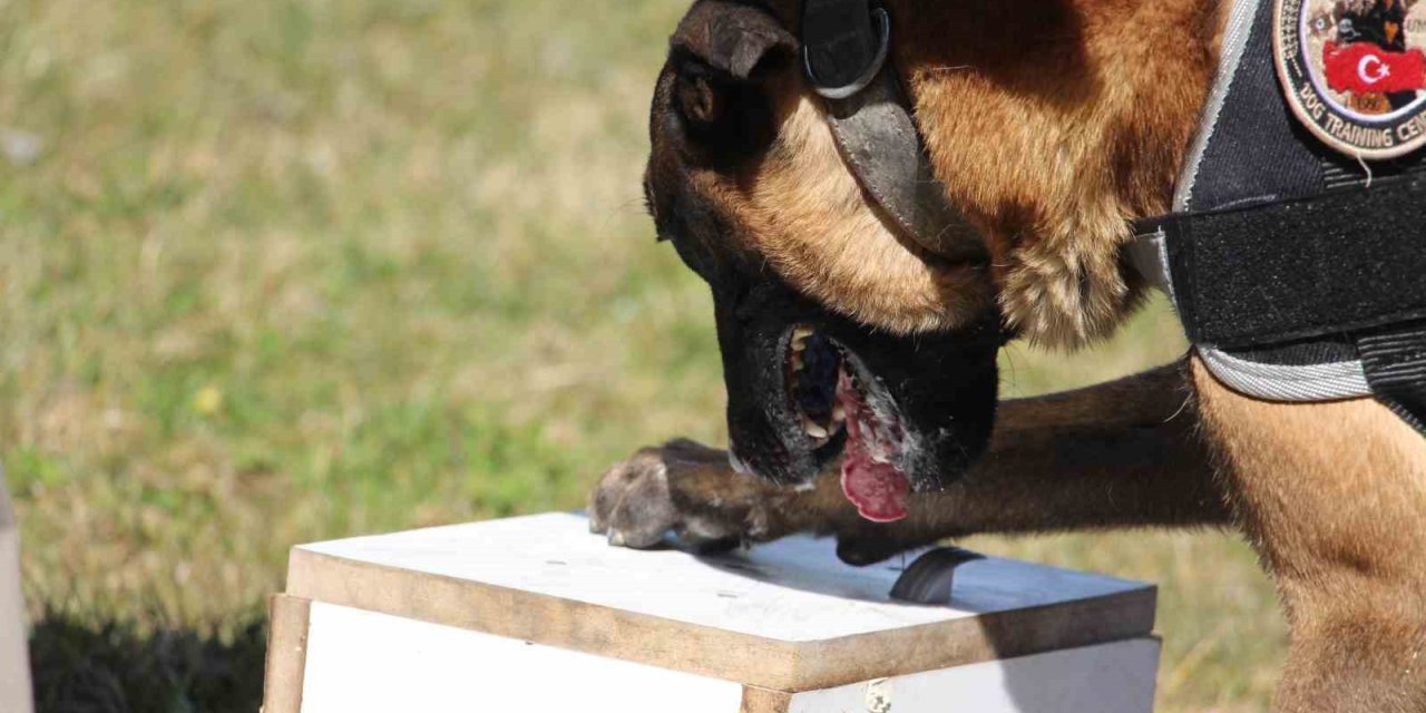 Bolu’daki uyuşturucu operasyonlarında 13 şüpheli yakalandı