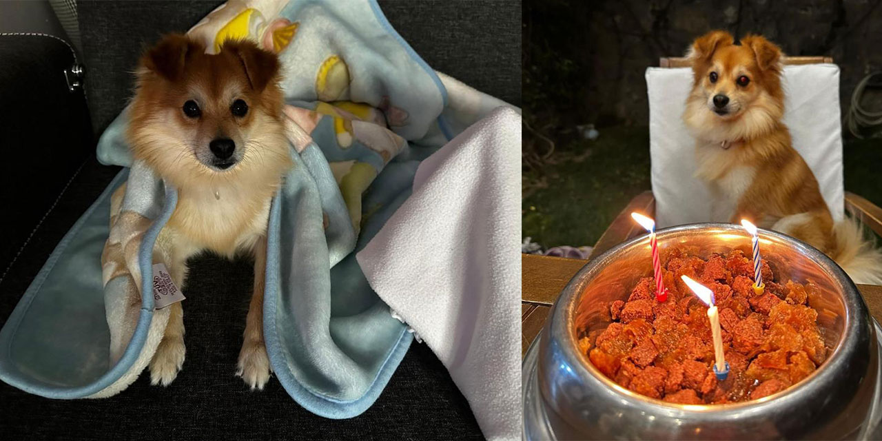 "Pablo"yu bulana 50 bin lira ödül verecekler