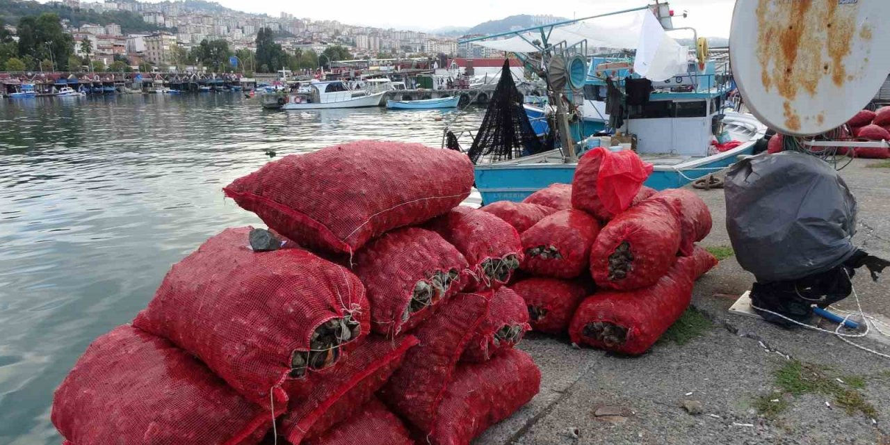 Palamut gibi onun da avı balıkçıları hüsrana uğrattı