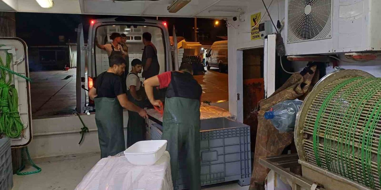 Bir ayda 198 ton hamsi çıkışı oldu